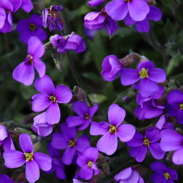violets